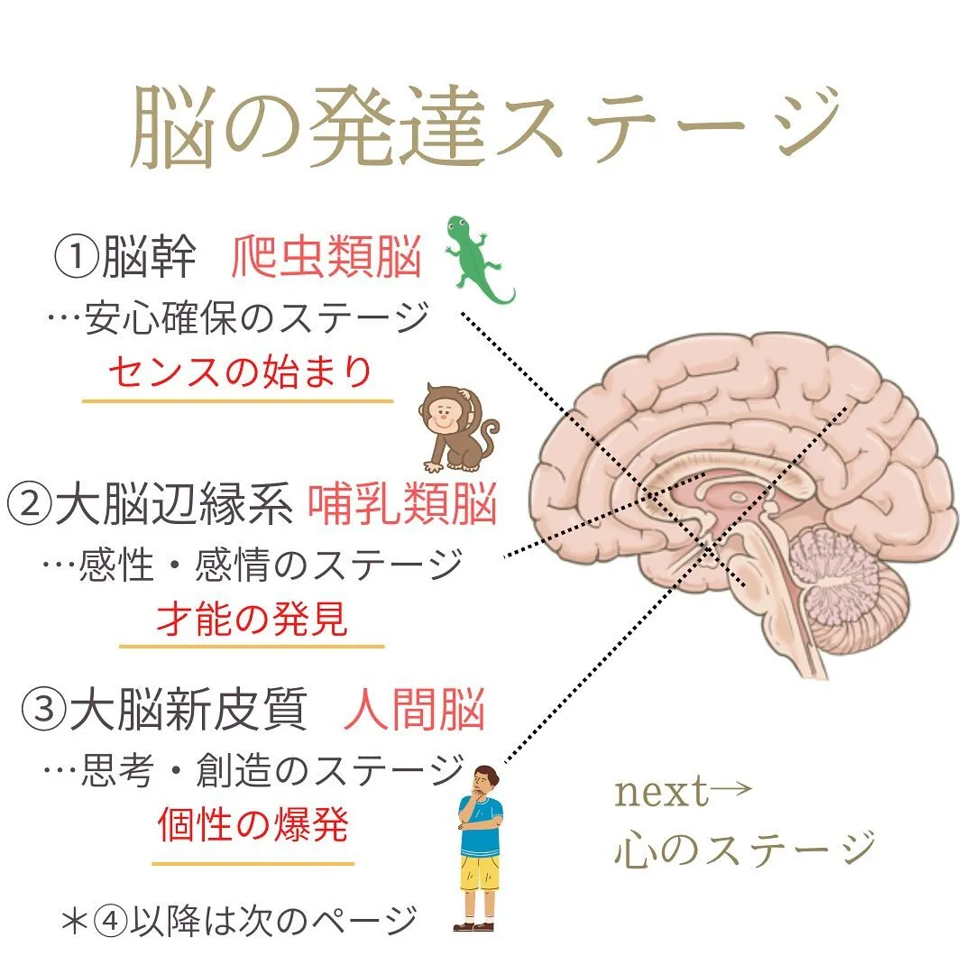 赤ちゃんの脳も少しずつ発達していくんです。